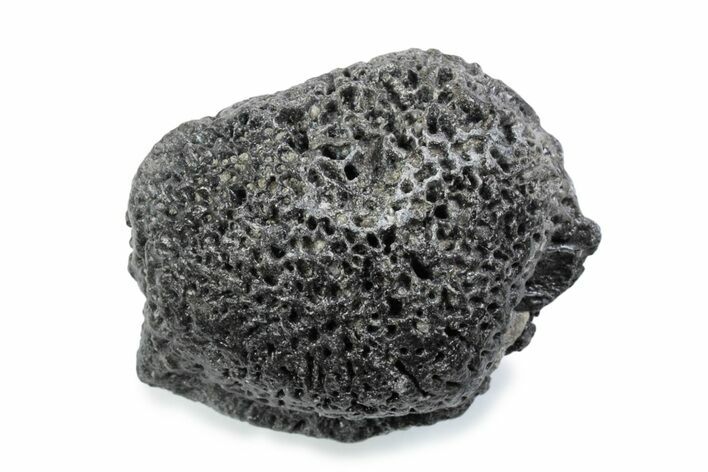 Fossil Glyptodont (Glyptotherium) Bony Armor Osteoderm - Florida #362299